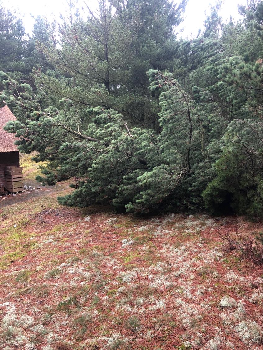 Fælde og opskære væltet fyrretræ