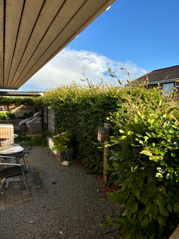 Klipning og bortkørsel af bøgehæk