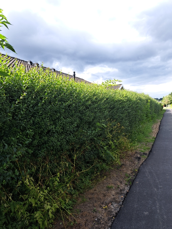 Hækklipning og bortskaffelse