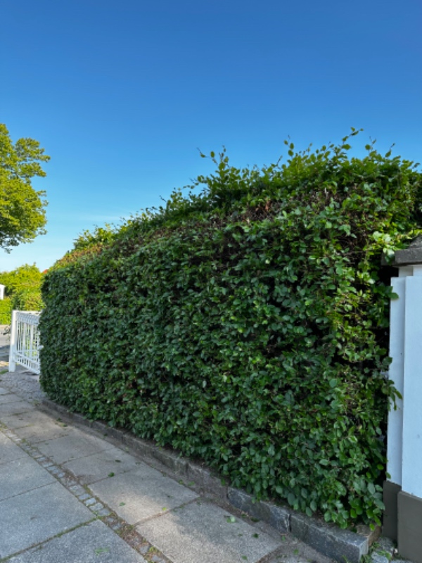 Beskæring af stor hæk