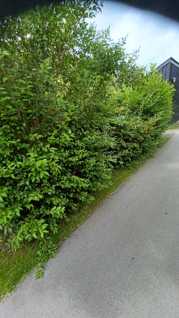 Hækklipning og haveaffaldssamling