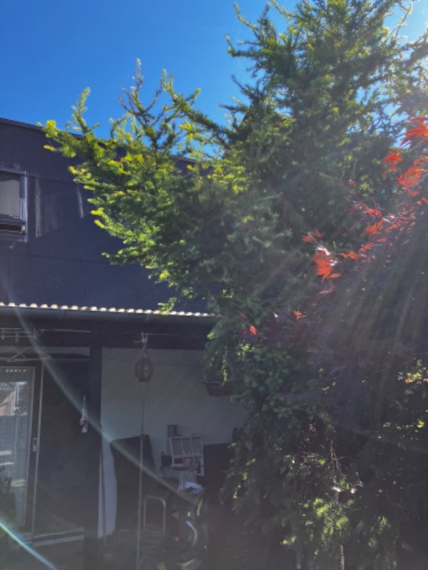 Beskæring af 3 træer