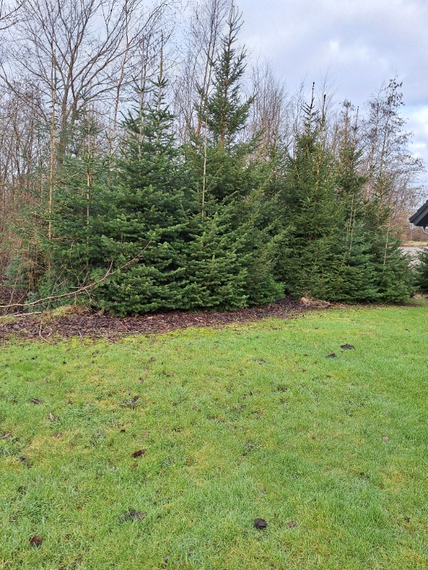 Fjernelse af træer og bortskaffelse