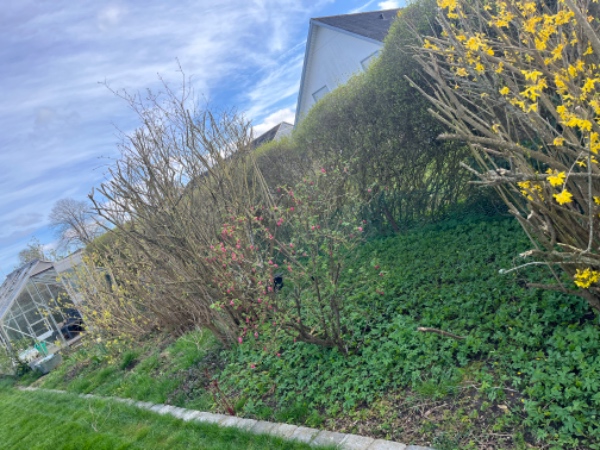 Ukrudt fjernes og ukrudtsdug og træflis udlægges i bed på ca 65 M2.