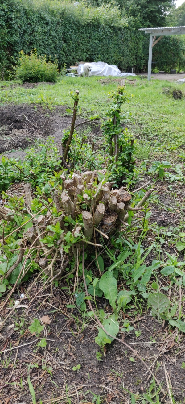 Fjernelse af to trærødder samt fræsning af havestykke