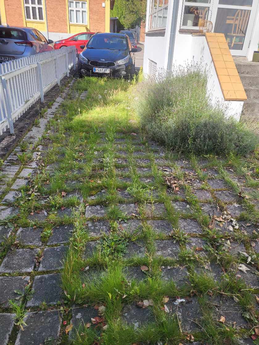 Rydde ukrudt i indkørsel