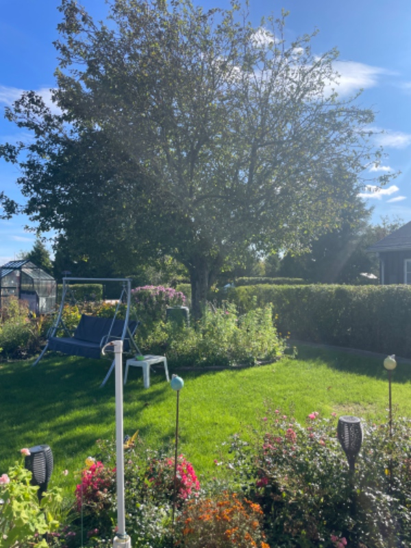 Beskæring af stort æbeltræ