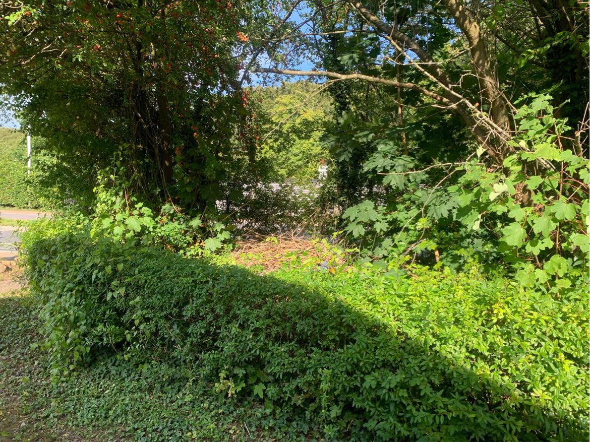 Beskærng af hæk og træer