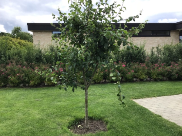 Opgravning og plantning af træer