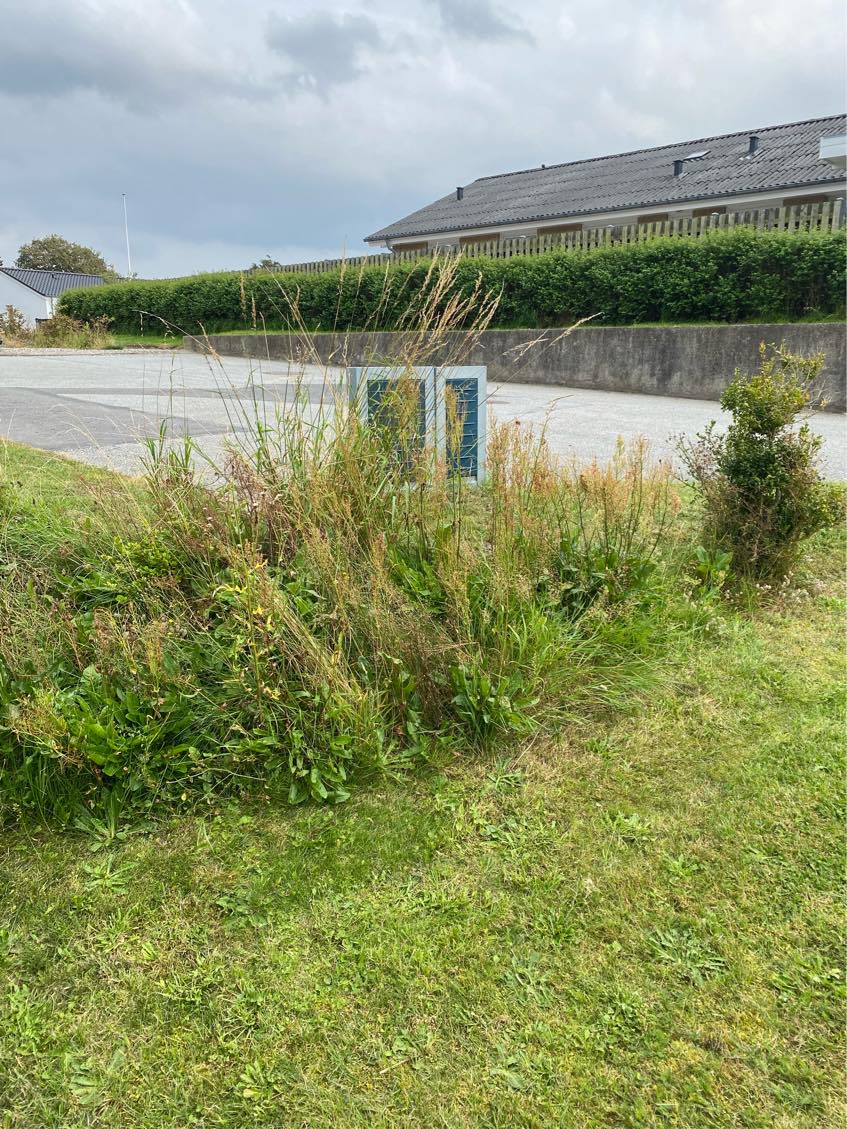 Fjerne ukrudt i haven