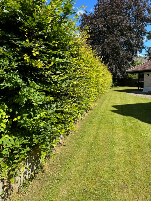Hækklipning og bortkørsel af afklip