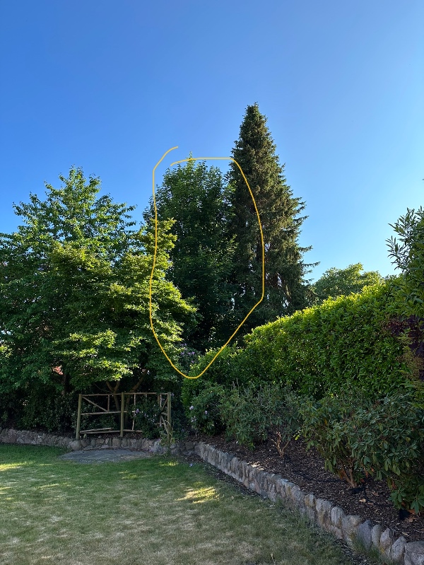 Beskæring af 3 træer fra 5 meters højde ned til 1 meter og 80 cm, så kun stammerne står tilbage