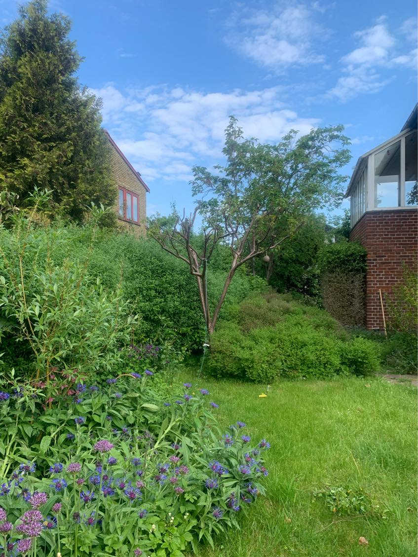 Hækklipning og beskæring