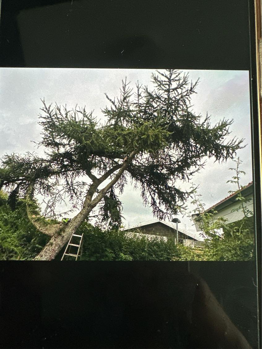 Skal have skåret 3 store grene ned fra et træ som det eneste resten klare jeg selv