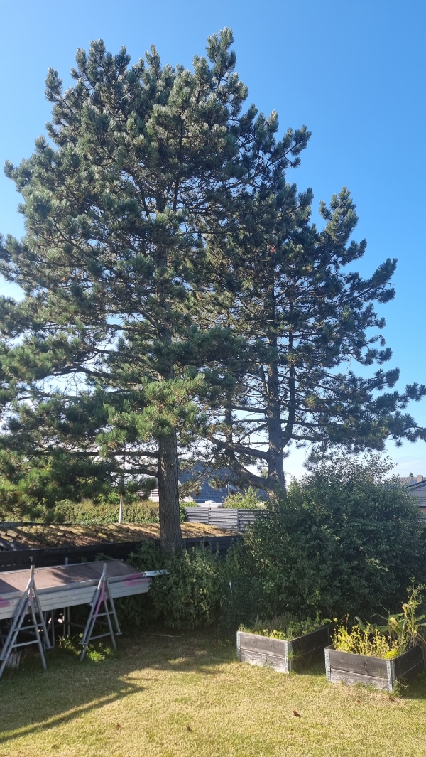 Nedtagning af 2 fyr træer der står på hjørnet af Solsbækvej og Brolæggervej i sæby. Ses bedst fra Brolæggervej.