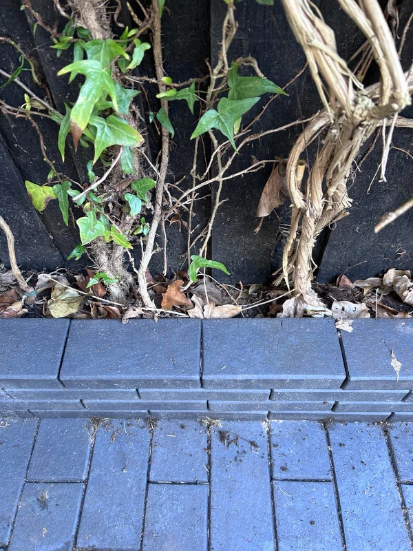 Fjernelse af efeu og beskæring