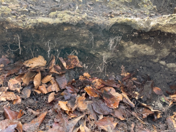 Fjernelse af træ-stolper