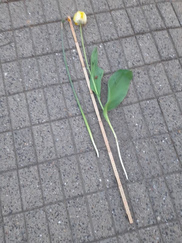 Tag på skur i sammenhæng med carport