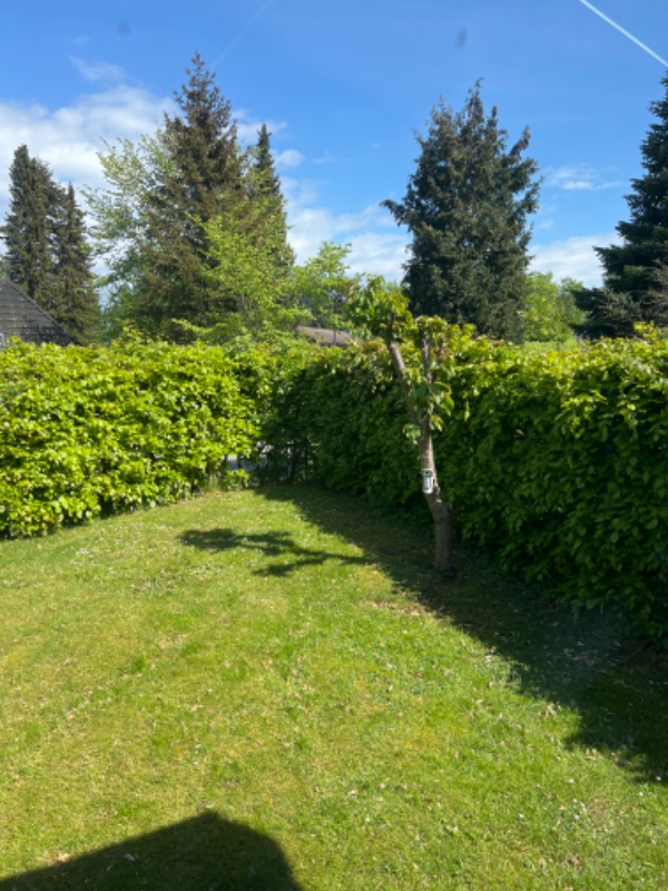 Beskæring af bøgehæk og affaldsfjerning