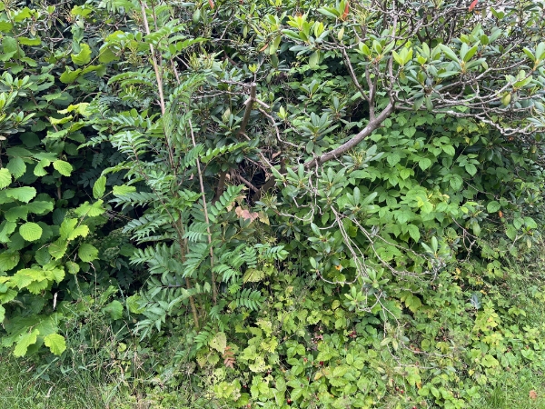 Fjernelse af buske og ukrudt