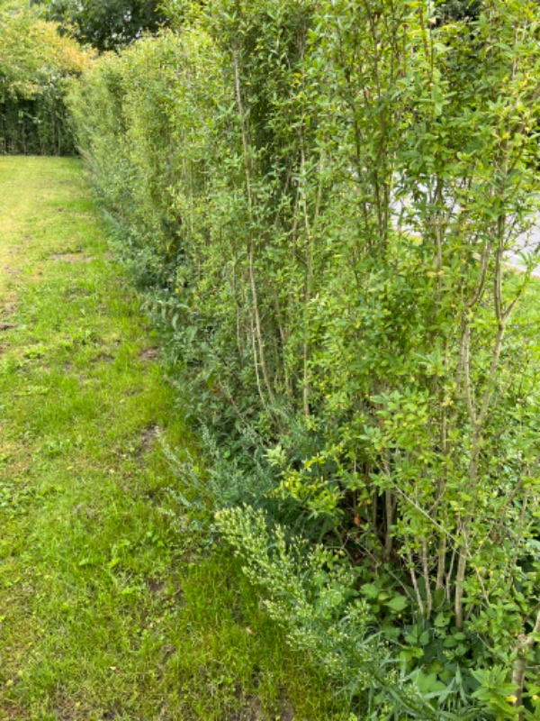 Fjerne ukrudt i hæk