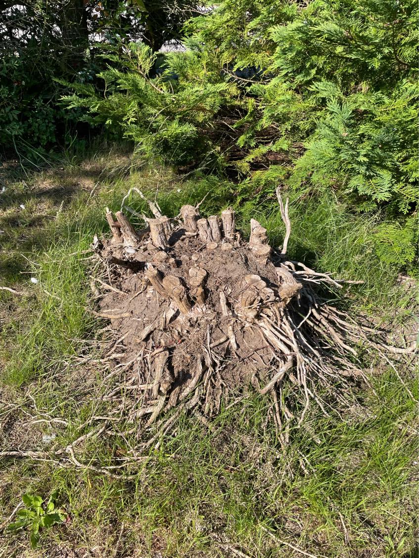 Affald bortførsel