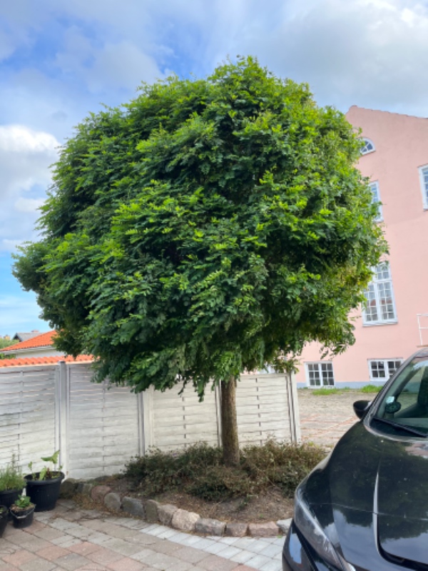 Beskæring af et træ.