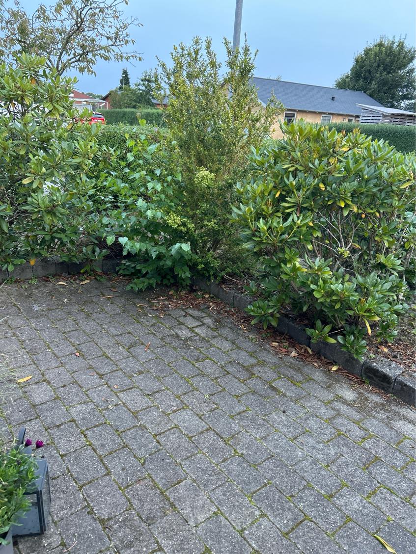 Fjernet 3 buske og et stykke hæk