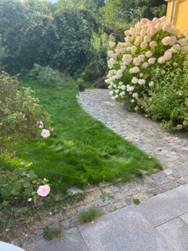 Slå græs og fjerne ukrudt 1000 m2 have