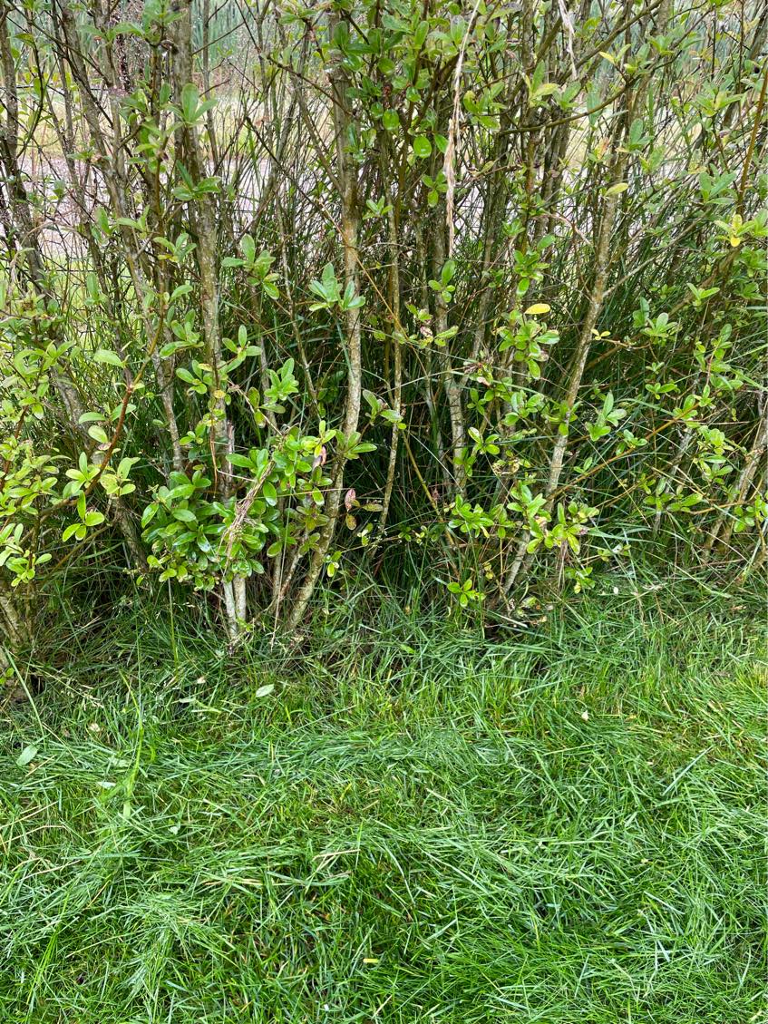 Fjernelse af ukrudt og flis