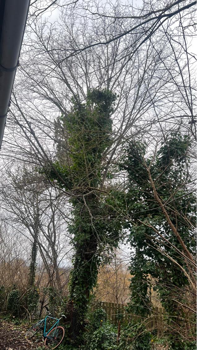 Træfældning og fjernelse