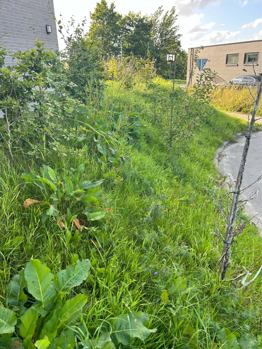 Klipning af hæk + græsslåning