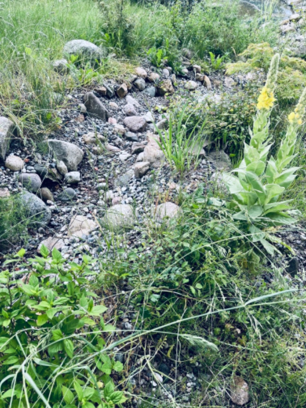 Fjernelse af ukrudt ved fiskedam