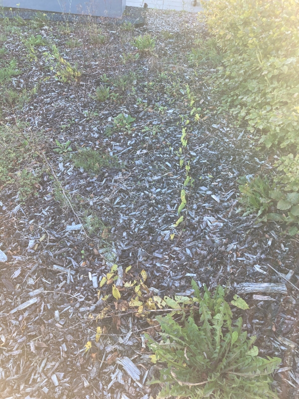 Lugning - hæk + diverse