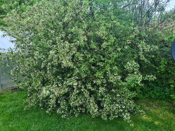 Fjernelse af store buske