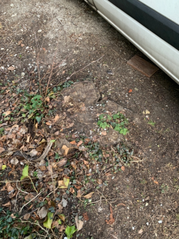 Fældet mindre birketræ og rodfræset tre rødder i alt