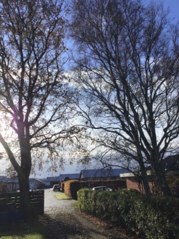 Fældning af 5 større træer (eg og Birk) i boligområde