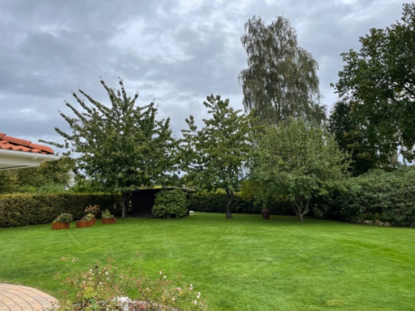 Træfældning - 3 træer og bortskaffelse