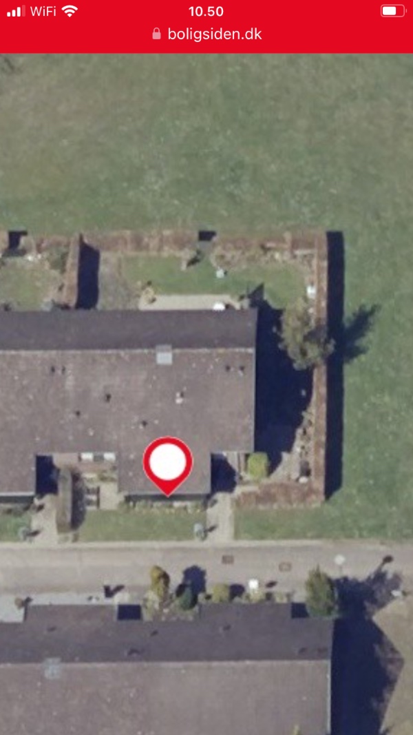 Klipning af bøgehæk