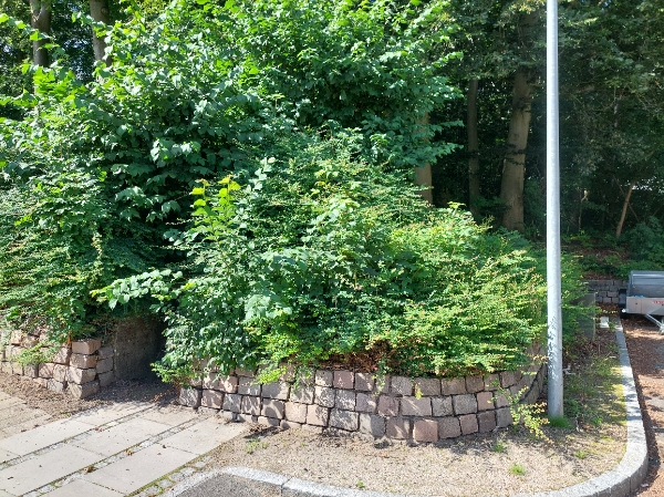 Klip af hæk, ca 40 og 25 m, incl bortskaffelse 