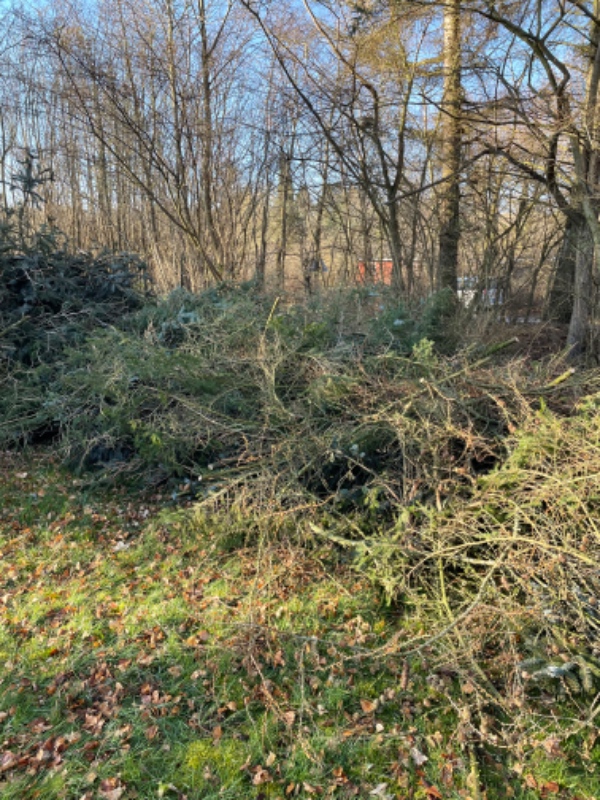 Bortførsel af store bunker grangrene (grene fra fældning af tre 20-meter høje grantræer)