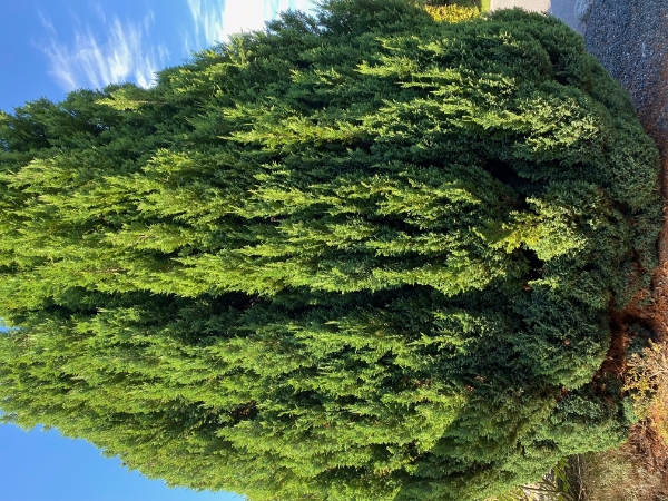 Beskæring af Thuja-busk 6-7 meter høj og 2-3 meter bred