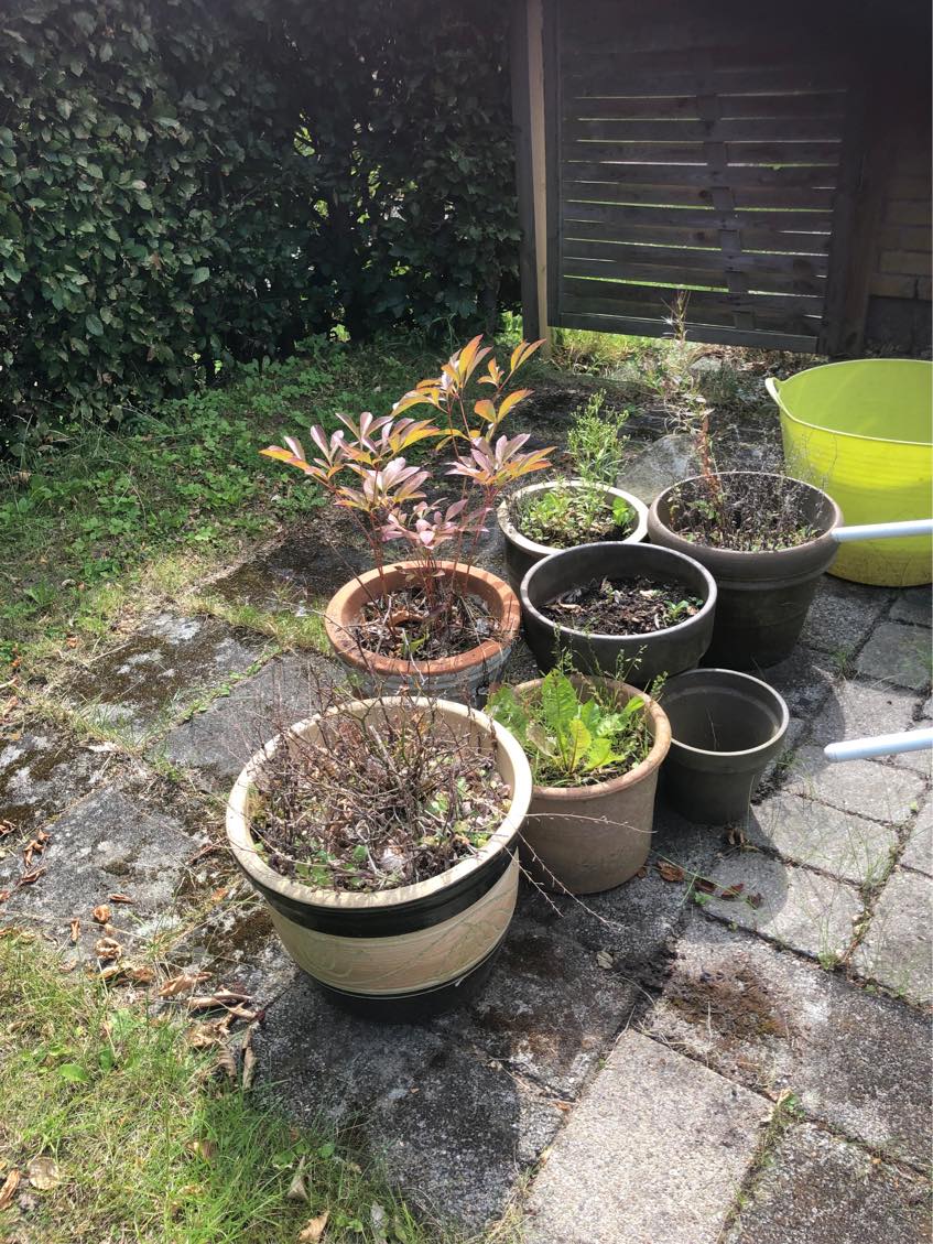 HJÆLP! Ukrudtet har fået magten i mine 2 små haver!