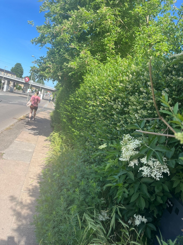 Klipping af hæk og fjernelse