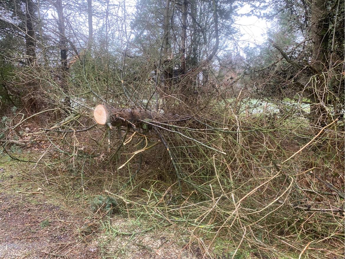 Oprydning/bortkørsel af træer
