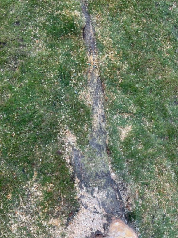 Rodfræsning af 3 stubbe