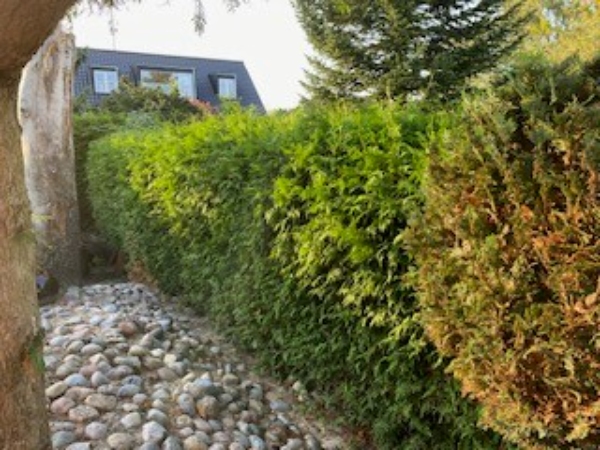 ca 35 meter hæk Thuja og ukendt ½ top og en side.