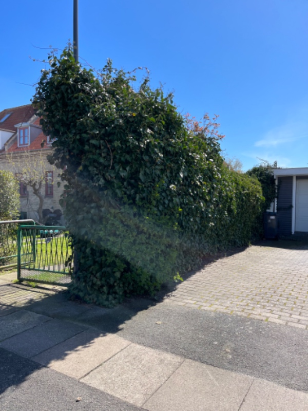 Fjernelse af raftehegn og efeu