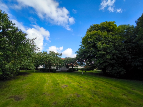 Beskæring af læhegn og træer