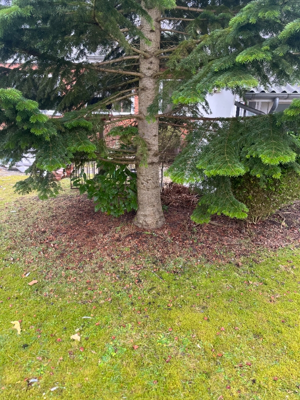 Fældning og fjerning af træ